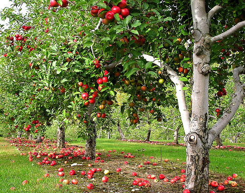 orchard