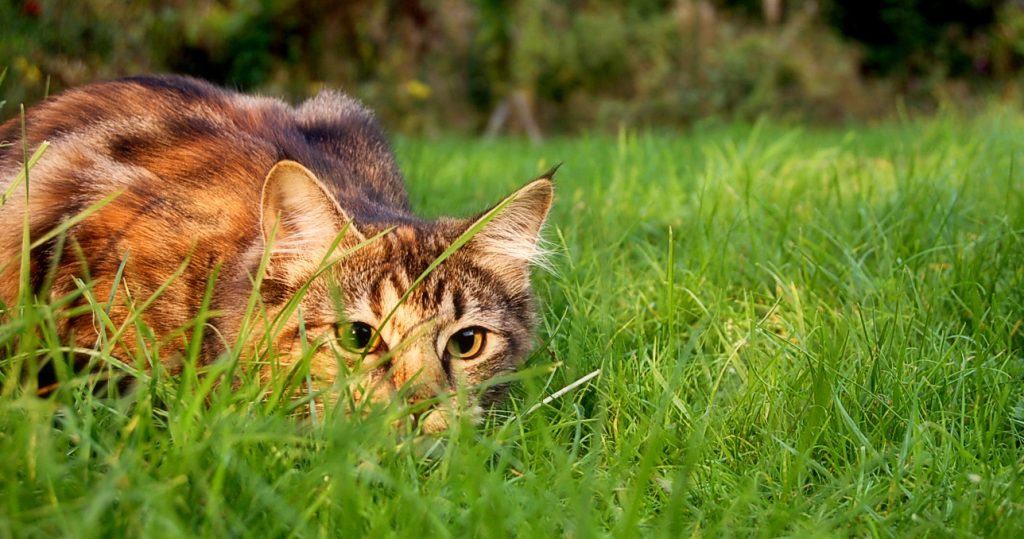 domestic cat stalking prey