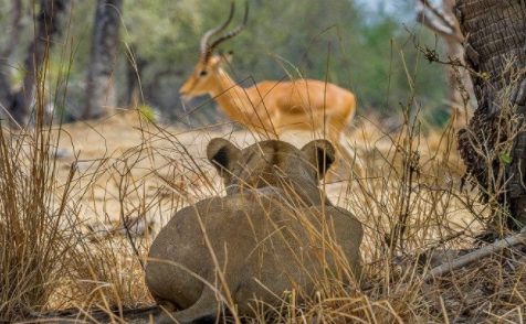 lioness stalking prey