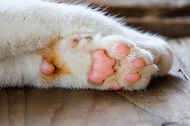 cat's paw